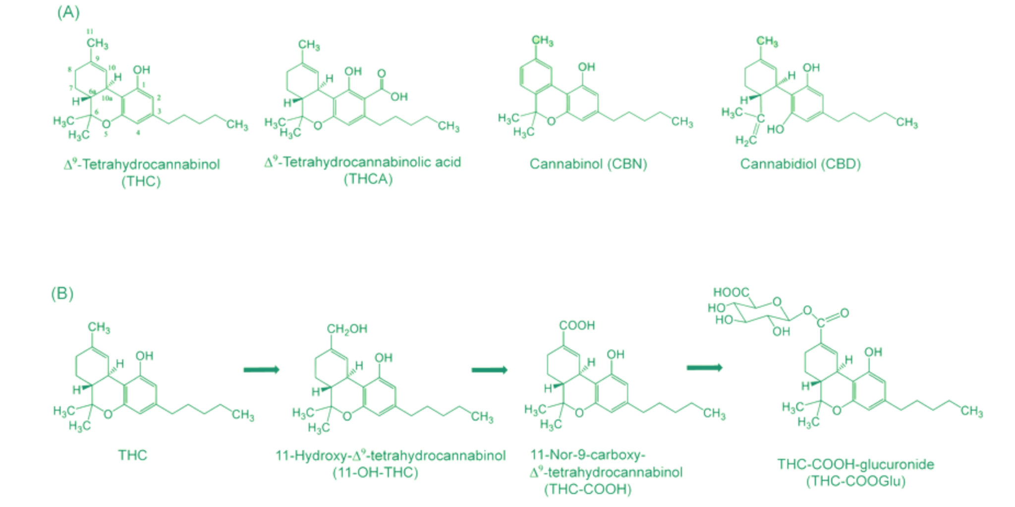 Cannabinoids in cannabis molecules